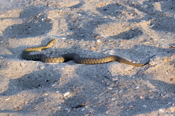 Veszélyes Mérgező Kígyó Vipera Vipera Renardi Fekete Tenger Partján — Stock Fotó