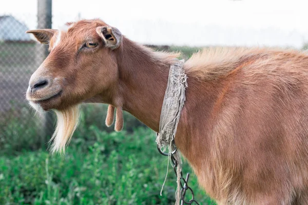 Close Van Volwassen Huisdier Rode Geit Glimlachend Het Platteland Groene — Stockfoto