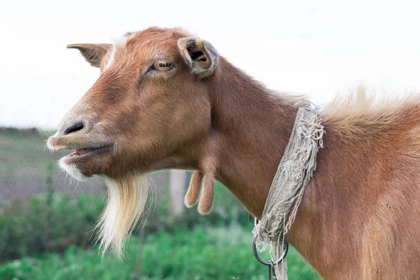 Close Adulto Doméstico Cabeça Cabra Vermelha Alimentando Campo Pasto Grama — Fotografia de Stock