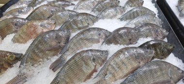 Cold  raw fresh fish laying on ice on clean and good arrange display food sale counter in a super market