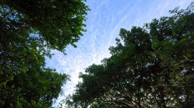 Mavi gökyüzüne ve yeşil ağaç dalları tarafından çerçevelenmiş beyaz bulutlara bakıyorum..