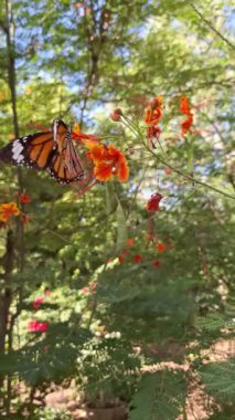 Kral kelebeği bir çiçeğin üzerinde