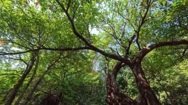 Yapraklı dal. Uzun bavul. Yüksek ağaçlar