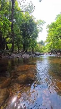 ormanın derinliklerinde akan dere