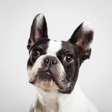 Tarafsız bir arkaplanda dışavurumcu bir Fransız Bulldog 'unun stüdyo portresi