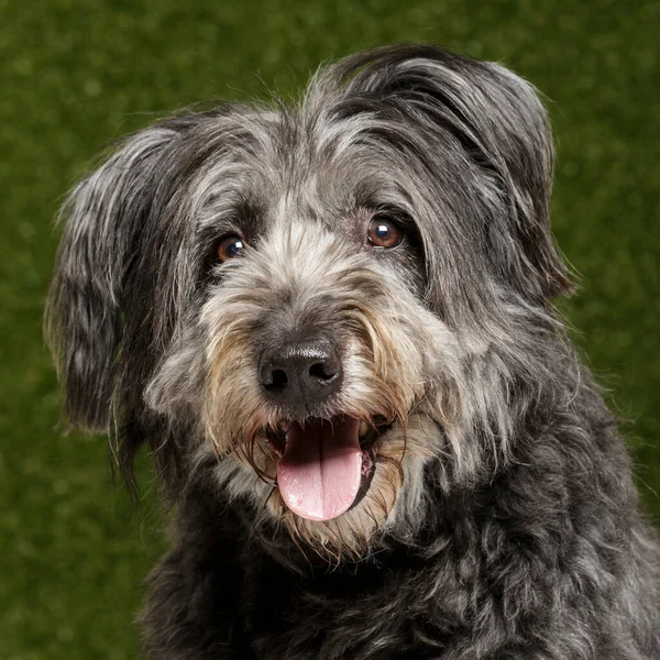 Studio Portret Van Een Expressieve Catalaanse Herder Hond Genaamd Gos — Stockfoto