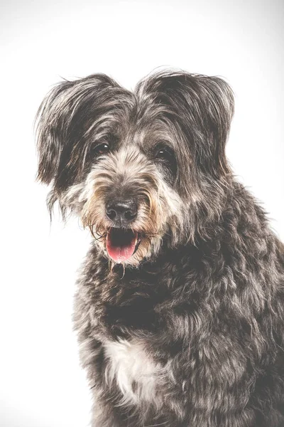 Studio Portret Van Een Expressieve Catalaanse Herder Hond Genaamd Gos — Stockfoto