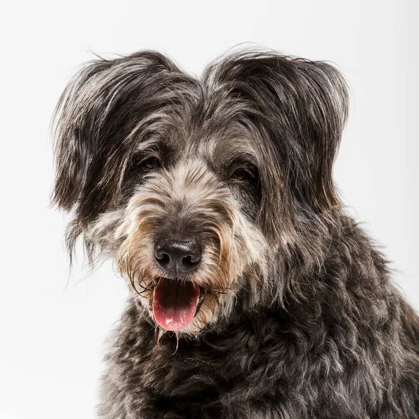 Studio Portret Van Een Expressieve Catalaanse Herder Hond Genaamd Gos — Stockfoto