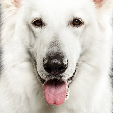 Tarafsız bir arkaplanda güzel bir İsviçre çoban köpeğinin stüdyo portresi