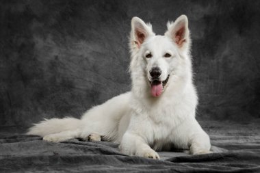 Tarafsız bir arkaplanda güzel bir İsviçre çoban köpeğinin stüdyo portresi