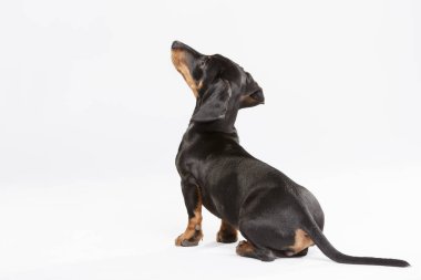 Beyaz arka planda dışavurumcu Teckel bir köpeğin stüdyo portresi