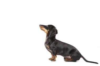 Beyaz arka planda dışavurumcu Teckel bir köpeğin stüdyo portresi