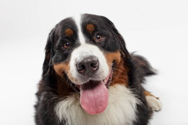 Beyaz arka plana karşı siyah Bernese Dağ Köpeği 'nin stüdyo portresi