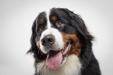 Beyaz arka plana karşı siyah Bernese Dağ Köpeği 'nin stüdyo portresi