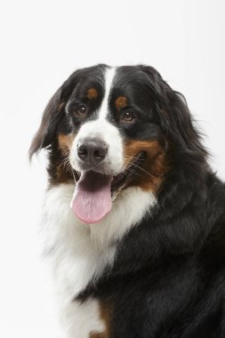 Beyaz arka plana karşı siyah Bernese Dağ Köpeği 'nin stüdyo portresi