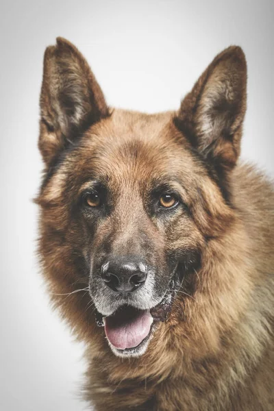 Studio Portrait Expressive German Shepherd Dog Neutral Background — Stock Photo, Image