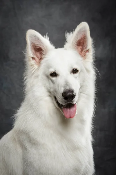 Retrato Estudio Bonito Perro Pastor Suizo Blanco Sobre Fondo Neutro — Foto de Stock