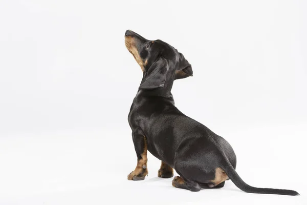 白い背景に表情豊かなテッケル犬のスタジオポートレート — ストック写真