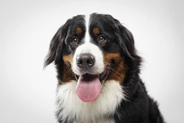 Studio Ritratto Espressivo Cane Montagna Bernese Nero Sullo Sfondo Bianco — Foto Stock