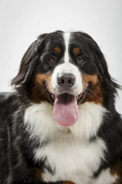 Studio Ritratto Espressivo Cane Montagna Bernese Nero Sullo Sfondo Bianco — Foto Stock