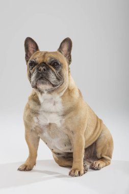 Tarafsız bir arkaplanda dışavurumcu bir Fransız Bulldog 'unun stüdyo portresi