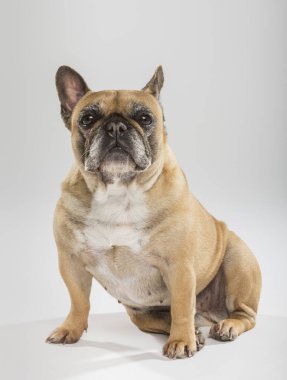 Tarafsız bir arkaplanda dışavurumcu bir Fransız Bulldog 'unun stüdyo portresi