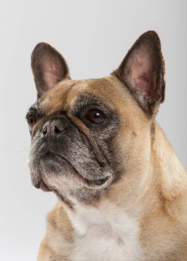 Tarafsız bir arkaplanda dışavurumcu bir Fransız Bulldog 'unun stüdyo portresi