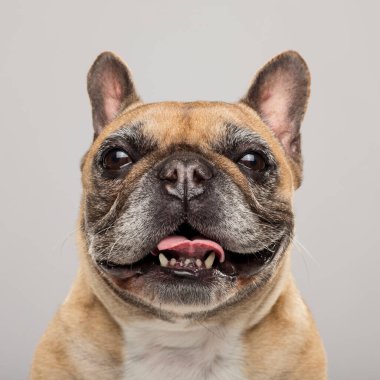 Tarafsız bir arkaplanda dışavurumcu bir Fransız Bulldog 'unun stüdyo portresi