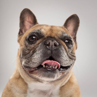 Tarafsız bir arkaplanda dışavurumcu bir Fransız Bulldog 'unun stüdyo portresi