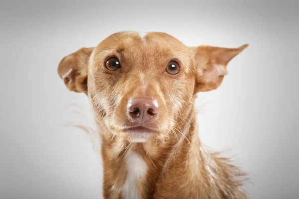 Studio Portrait Expressive Hound Dog Neutral Background — Fotografia de Stock