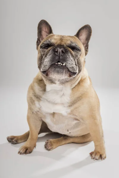Retrato Estúdio Expressivo Cão Bulldog Francês Contra Fundo Neutro — Fotografia de Stock