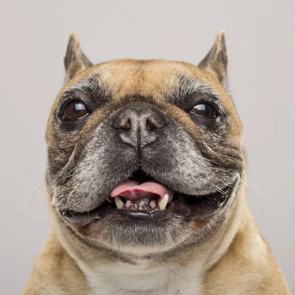 Retrato Estúdio Expressivo Cão Bulldog Francês Contra Fundo Neutro — Fotografia de Stock