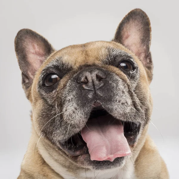 Retrato Estúdio Expressivo Cão Bulldog Francês Contra Fundo Neutro Fotos De Bancos De Imagens
