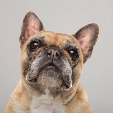 Tarafsız bir arkaplanda dışavurumcu bir Fransız Bulldog 'unun stüdyo portresi