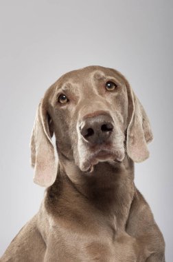 Studio portrait of an expressive Weimaraner Dog against white background