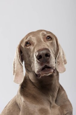 Studio portrait of an expressive Weimaraner Dog against white background