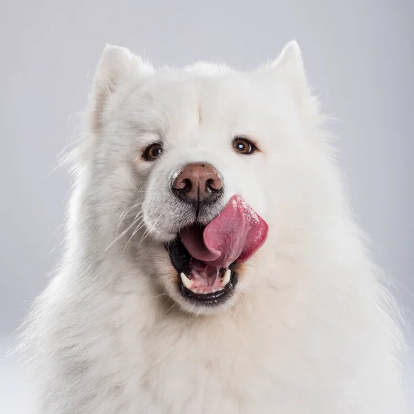 Studio Portrait Beautiful Samoyed Dog Neutral Background — Foto Stock