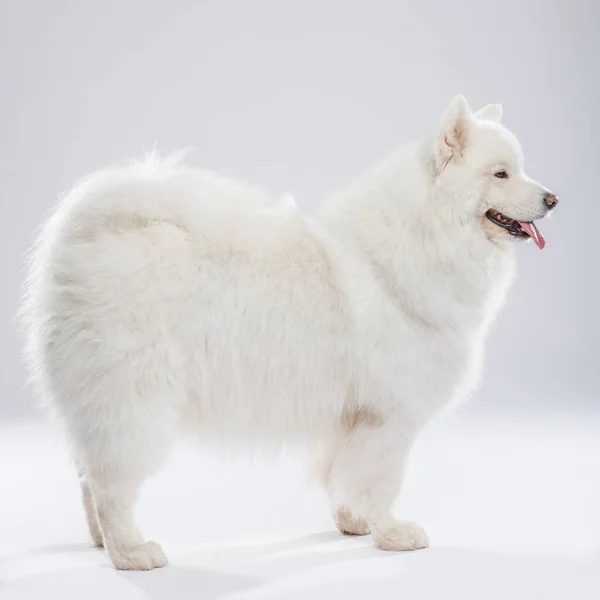 Студийный Портрет Красивой Самодовольной Собаки Нейтральном Фоне — стоковое фото