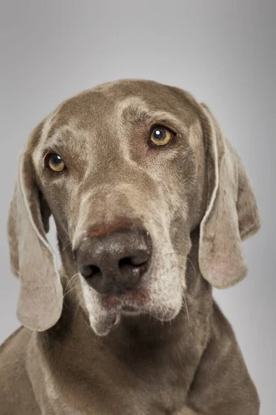 Studio Portrait Expressive Weimaraner Dog White Background — Fotografia de Stock