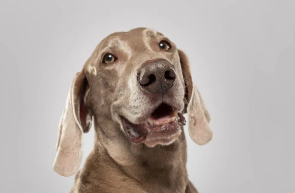 Studio Portrait Expressive Weimaraner Dog White Background — Fotografia de Stock