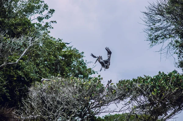 Grandes Pelícanos Mar Coronas Árboles Pelícano Está Volando República Dominicana — Foto de Stock