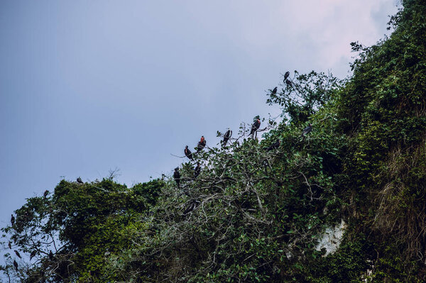 Exotic birds on the crowns of large trees. Dominican Republic