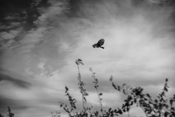 Águila Volando Sobre Los Árboles —  Fotos de Stock