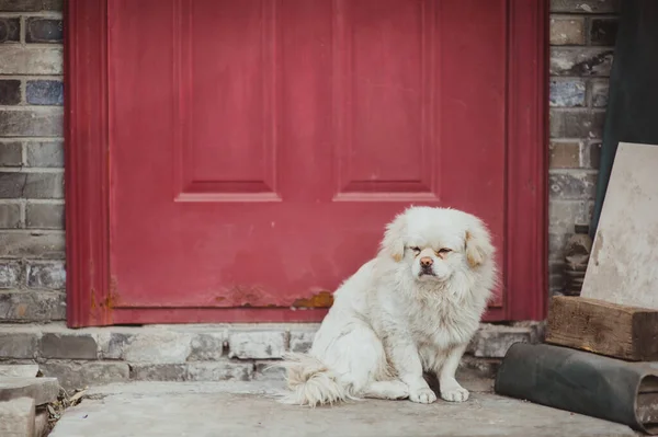 Yaşlı köpek Pekin evin kapısında oturuyordu. Pekin