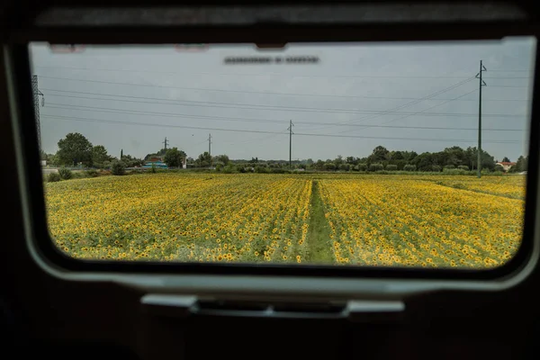 view of a field of sunflowers from the train window. Florence, I