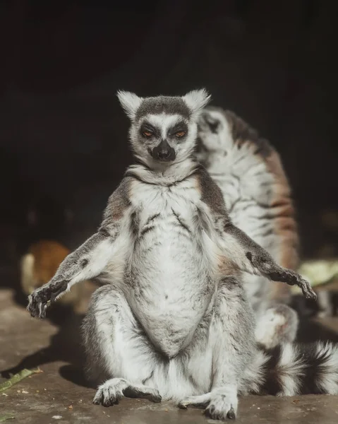 Lemur Siede Crogiolandosi Sole Calma Guardare Nella Fotocamera — Foto Stock