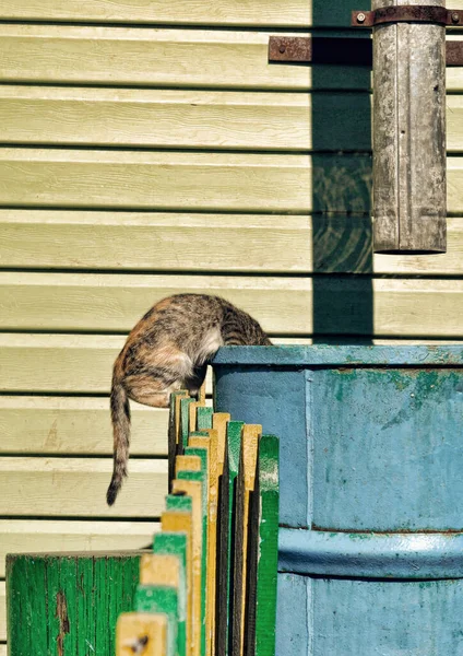 Kedi çitin üzerinde oturur ve mavi fıçıdan su içer.