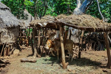 Traditional Houses in the Konso Cultural Village, Ethiopia