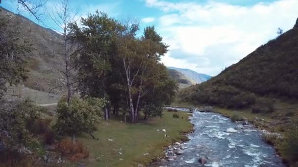 Aerial Footage Video Autumn Road Mountain Forest Chemal Tract Altai — Stock Video