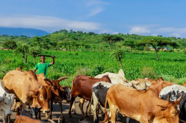 Omo Vadisi, Etiyopya - 21 Kasım 2020: Shepherd and Cows on the Green Grassed African Road